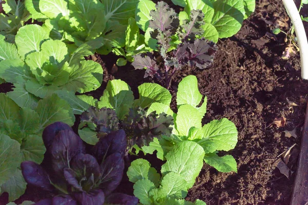 Mix of Chinese cabbage, purple bok choy and red Russian kale growing at home garden