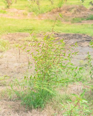 Houston, Teksas, Amerika 'da bahçede yetişen küçük bir jüt bitkisi çalısı. Bol meyveli, besin değeri yüksek yeşil-sarı sebze. Tropikal lif, Corchorus üyesi, aşçılıkta ve ilaçlarda kullanılır.