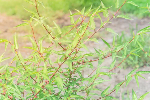 Nahaufnahme Einer Nalta Jutepflanze Mit Reichlich Spindelförmigen Früchten Die Houston — Stockfoto