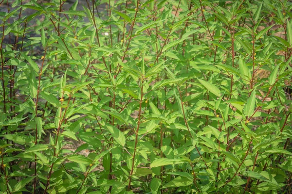 Fond Feuillu Plante Jute Avec Des Fruits Abondants Forme Fuseau — Photo