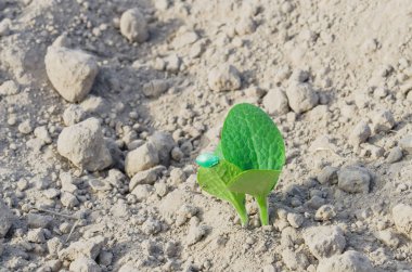 Puyallup, Washington, Amerika 'daki bir çiftlikte yetişen kabak tohumu kabuğundan fışkırıyor. Genç kabak tohumu. Toprağın arka planında ekilmiş. Güneşli bir gün..