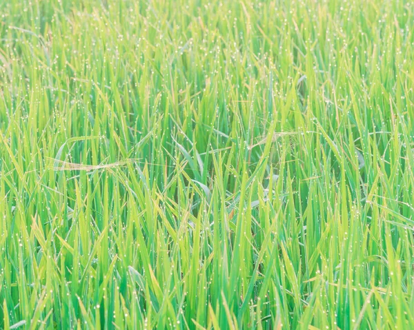 Close Rijstveld Met Ochtenddauw Spinnenwebben Noord Vietnam Landbouw Natuur Achtergrond — Stockfoto