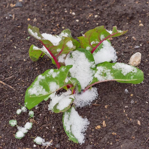 Top view young Swiss chard plant growing in raised bed garden in winter time with snow covered near Dallas, Texas, America. Green leafy vegetable cultivated in allotment, leafy beet Beta vulgaris