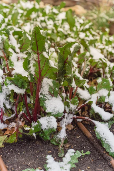 Red stems Swiss chard growing in raised bed with irrigation system under snow covered near Dallas, Texas, America. Green leafy vegetable cultivated in allotment patch, leafy beet Beta vulgaris