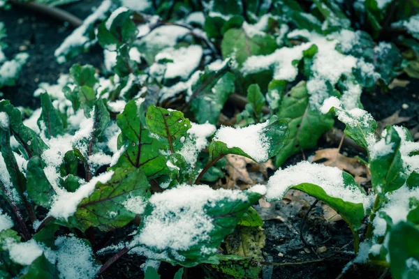 Rode Stengels Zwitserse Chard Groeien Verhoogd Bed Met Irrigatiesysteem Onder — Stockfoto