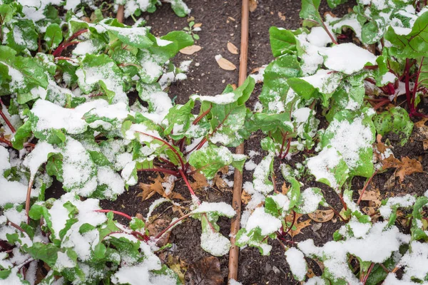 Swiss chard growing in raised bed with irrigation system under snow covered near Dallas, Texas, America. Green leafy vegetable cultivated in allotment patch, leafy beet Beta vulgaris