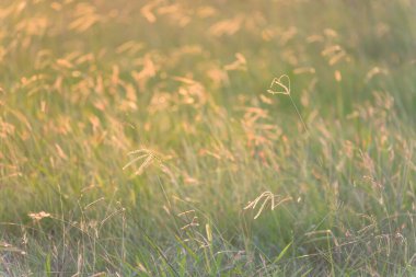 En tepedeki çimen çiçeği, sıcak günbatımı ışığıyla tarlada çiçek açıyor. Kahverengi ve yeşil tonlarda güzel doğal arkaplan