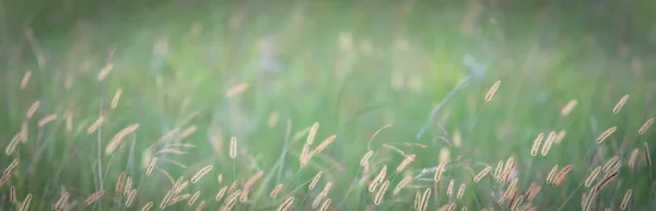 Panorama Widok Trawy Kwiat Kwitnący Polu Ciepłym Świetle Zachodu Słońca — Zdjęcie stockowe