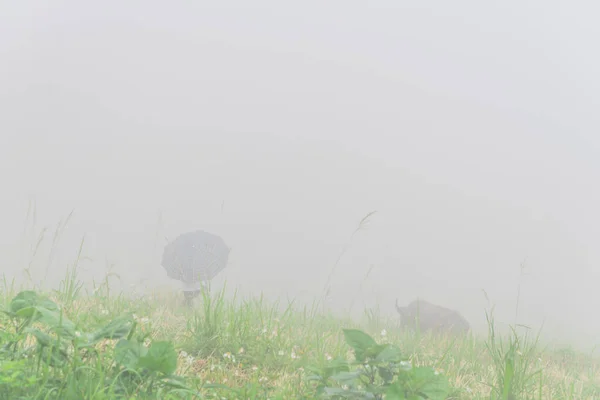 Asijská Dáma Deštníku Držící Provazového Buvola Mlhavém Dni Severním Vietnamu — Stock fotografie