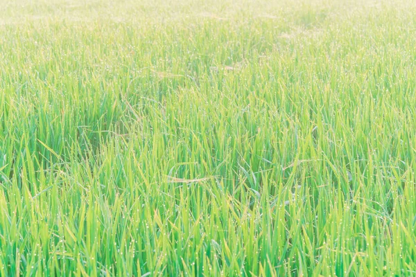 Pole Ryżowe Poranną Rosą Pajęczynami Północnym Wietnamie Rolnictwo Środowisko Naturalne — Zdjęcie stockowe