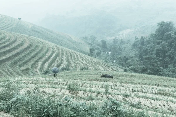 Terrace fields after harvest in foggy day near Sapa, North Vietnam. An Asian lady wearing umbrella holding a rope leash buffalo. Traditional herbivorous wild animal rising in meadow