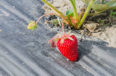 Ripen organik çilekleri, Puyallup, Washington, Amerika 'da toplanmış siyah filmleri hasat etmeye hazır. Doğal ot kontrolü ve su tasarrufu için plastik gübre üzerine ekilmiş taze ve sağlıklı çilek bitkileri.