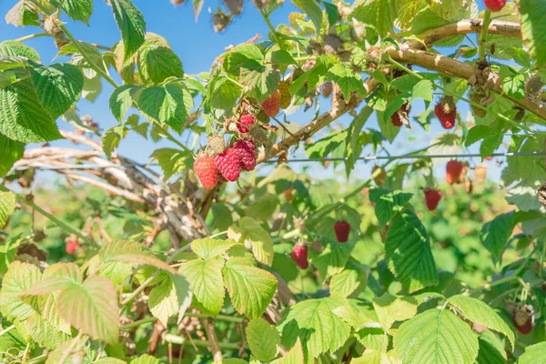Ripe organic raspberries on plant branches under clear blue sky in Washington State, America. Summer berry fruit ready to harvest natural background