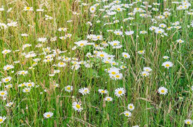 Beyaz papatya çalıları (Mayweed veya Papatya) Washington, Amerika 'da kırsal alanda yetişiyor. Buğdaylı kır çiçeği. Anthem 'in kremsi beyaz yaprakları ve sarı merkezleri var.