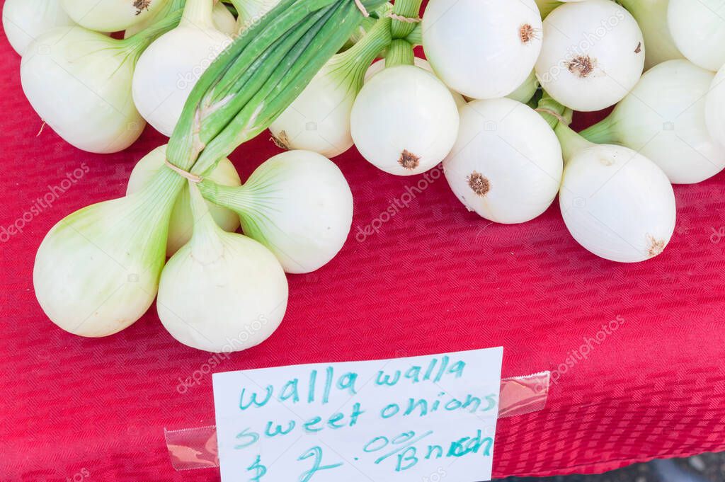 Walla Walla sweet onion bunches in rubber bands on display with price tags at farmer market stand in Washington, America. Organic fresh raw onion background.