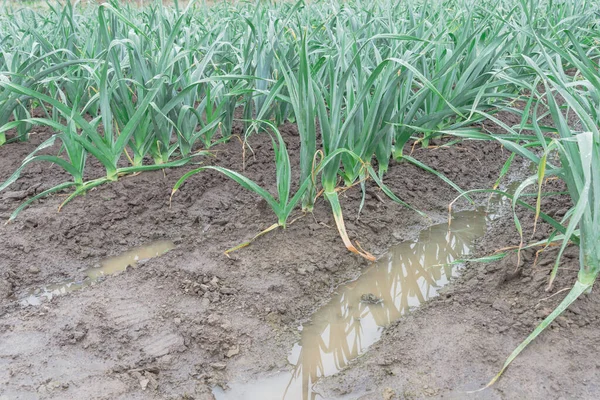 美国华盛顿Leek农场的雨天 水沟附近栽培的刺槐阔叶树幼株行数 — 图库照片