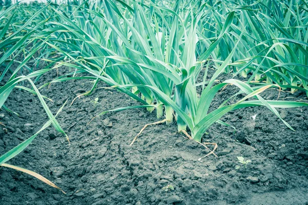 Bovenaanzicht Rij Preiplanten Groeit Boerderij Natte Grond Close Gezonde Allium — Stockfoto