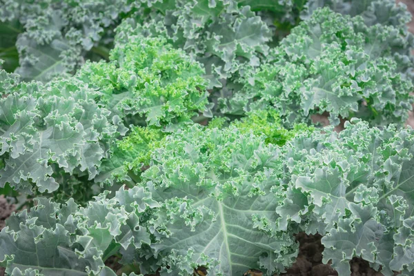 Närbild Stora Lockigt Blad Grönkål Full Ram Ljusgröna Blad Böjda — Stockfoto