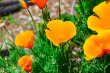 Seattle, Washington 'da ön bahçede çiçek açan Kaliforniya gelinciği. Papaveraceae ailesinde Escholzia calizina. Turuncu ve sarı tonlarda gösterişli bardaklar.