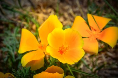 Seattle, Washington 'da ön bahçedeki Kaliforniya gelinciklerinin muhteşem manzarası. Papaveraceae ailesinde Escholzia calizina. Turuncu ve sarı tonlarda gösterişli bardaklar.