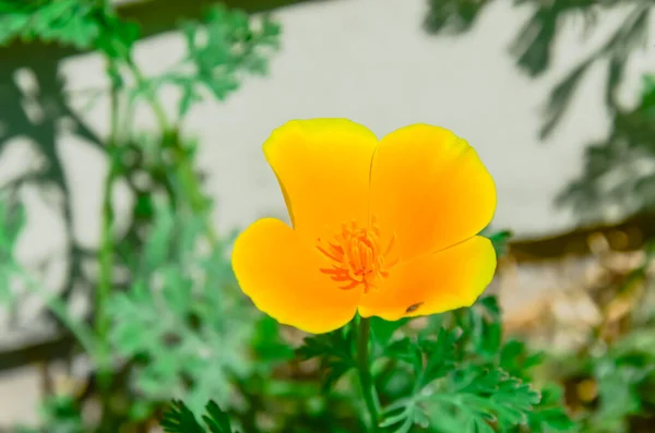 Enkel Kalifornisk Vallmo Prunkande Kupformad Blomma Livfulla Nyanser Orange Och — Stockfoto