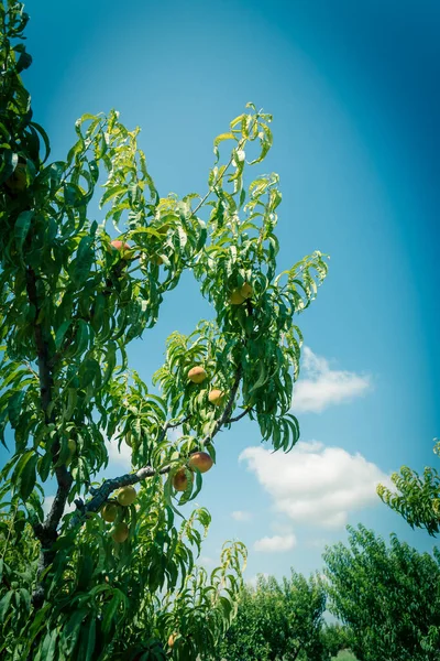 Upward view peach trees with bounty of ripe fruits under cloud blue sky. Ripe peaches ready to harvest at organic farm orchard in Waxahachie, Texas, America, summer fruit background