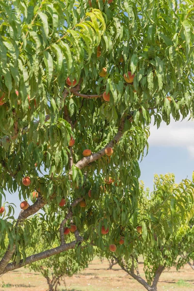 Row of peach trees under cloud blue sky at orchard in Waxahachie, Texas, America. Ripe peaches ready to harvest at organic farm, summer fruit background