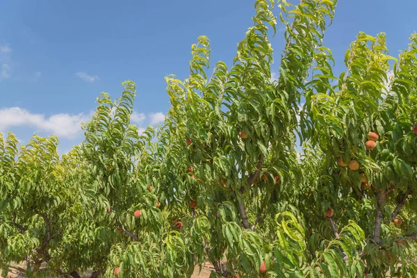 Vigorous peach trees with bounty of ripe fruits in cloud blue sky. Ripe peaches ready to harvest at organic farm orchard in Waxahachie, Texas, America, summer fruit background