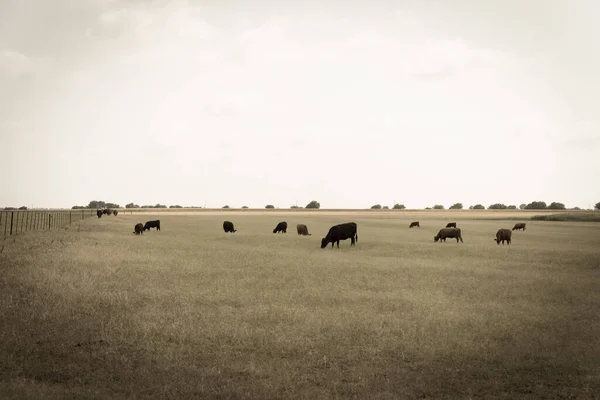 テキサス州ワキサハチーに金属線フェンシングと大規模な牧場で黒と眉の牛放牧草のグループ 牧場の青空の下草原で放牧牛を飼育 — ストック写真