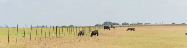 Panorama Grup Vaci Negre Sprâncene Pășunând Iarbă Fermă Mare Garduri — Fotografie, imagine de stoc