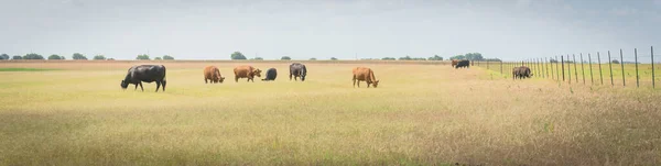 Panorama Group Black Brow Cows Grazing Grass Large Ranch Metal — Stock Photo, Image