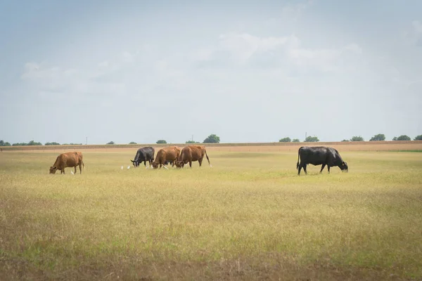 Runderen Grazen Insecten Buurt Van Grazende Koeien Grote Ranch Prairie — Stockfoto