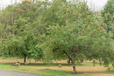 Patikası ve elma ağaçları bol meyve ve kaz otlağı olan şehir çiftliği. ABD 'nin başkenti Washington' da doğal haşere kontrolü için ağaç dallarındaki organik elmalar ve serbest tarım kümes hayvanları