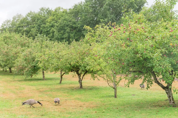 Appelboomgaard Met Veel Fruit Ganzenweiden Eronder Biologische Appels Boomtakken Scharrelpluimvee — Stockfoto