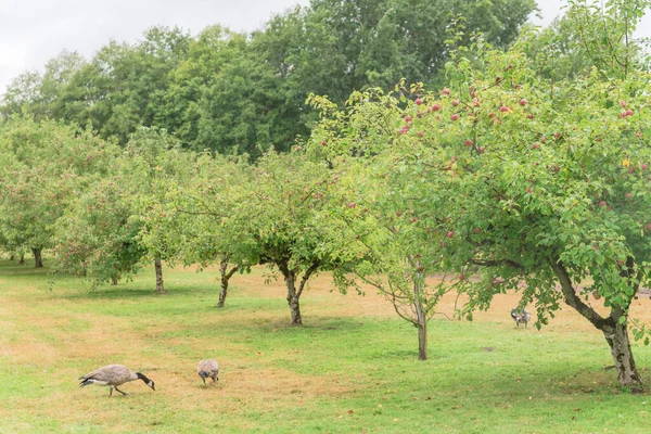 Apple Orchard Abundance Fruits Goose Grazing Organic Apples Tree Branches — Stock Photo, Image