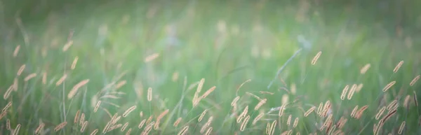 Panoramic full background top view of blossom grass flower in soft warm light — Stock Photo, Image