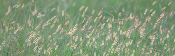 Panoramische volledige achtergrond bovenaanzicht van bloesem gras bloem in zacht warm licht — Stockfoto