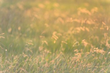 Yumuşak ve ılık ışıkta çiçek açan çimenlerin tam arkaplan manzarası