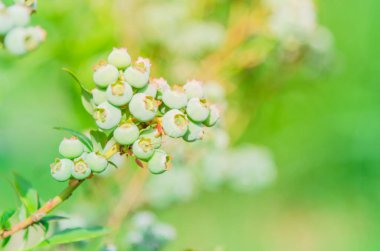 Washington, Amerika 'daki meyve bahçesindeki ağaç dalında yakın plan genç yabanmersini meyveleri. Olgunlaşmamış çilek ve bulanık bitki örtüsü..