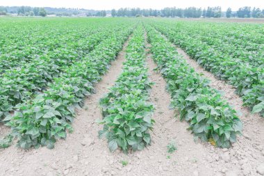 Kent, Washington, Amerika 'daki çalı fasulyesi çiftliğinin yatay görüntüsü. Arka planda kuzeybatı manzarası ve bulutlu bir gün için sıra sıra sıra baklagiller hasat etmeye hazır..