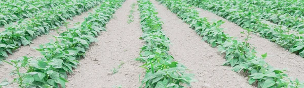 全景低角度观看美国华盛顿州肯特的灌木豆农场 排成行的豆科植物随时准备收获 最终形成水平线 — 图库照片
