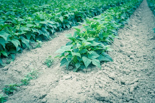 Low Angle View Boon Boerderij Kent Washington Amerika Rij Heuvels — Stockfoto