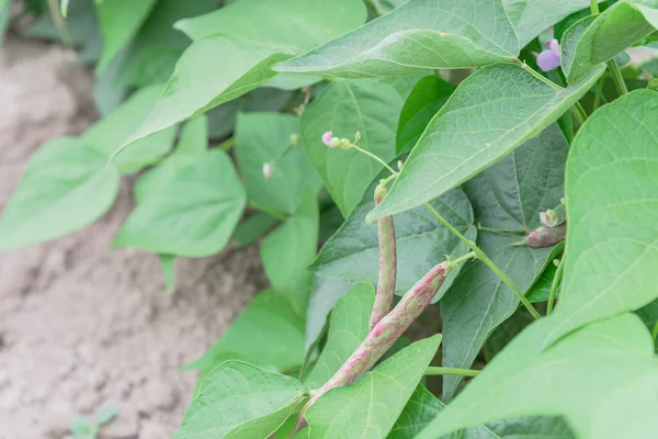 Frijoles Arbusto Lengua Dragón Creciendo Colina Fila Granja Legumbres Washington — Foto de Stock