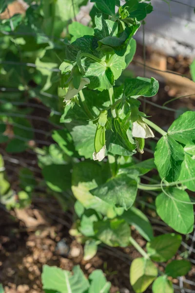 Vainas Guisantes Jóvenes Con Flor Blanca Cerca Enrejado Metal Cerca — Foto de Stock