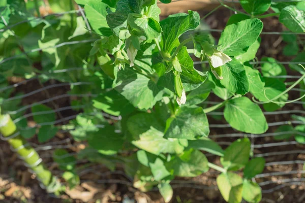 Atas Tampilan Pohon Kacang Polong Homegrown Dan Bunga Putih Pada — Stok Foto