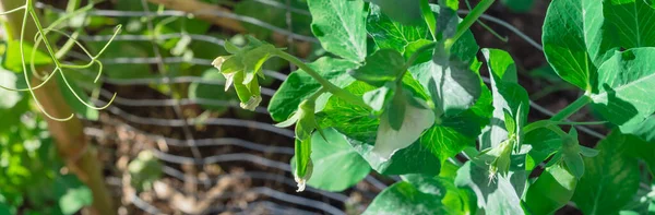 Panorama Top view ev yapımı bezelye kabukları ve Texas, Amerika 'daki bahçe bahçesinde metal çitlerin üzerinde beyaz çiçek. Soğuk ekin şekeri gübre arkaplanlı bezelye..