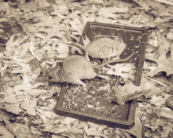 Пойманная Мышь Пытается Вырваться Черных Клеевых Ловушек Рядом Поднятым Садовым — стоковое фото