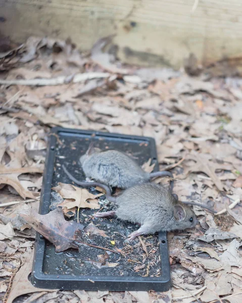 Captured mouse trying to escape from black glue traps near raised garden bed. Whole body of mice get stuck and remain on the trap. Non-toxic natural rodent and pest control concept