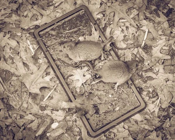 Mouses Capturées Sur Des Pièges Colle Noire Près Lit Jardin — Photo