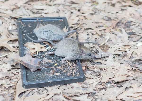 Captured Mouse Trying Escape Black Glue Traps Raised Garden Bed — Stock Photo, Image